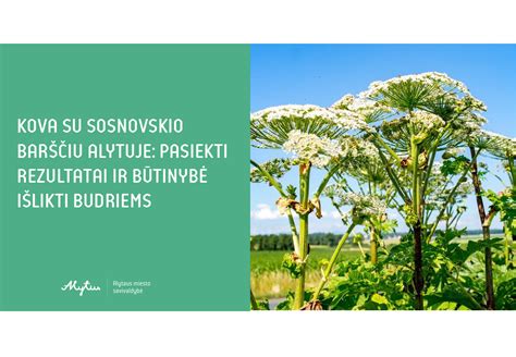 Simbolinė nuotrauka su baudos ženklu ir Sosnovskio barščiu