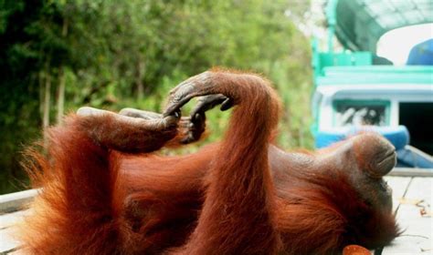 Orangutano šeima