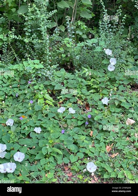 Ipomoea pandurata augalas su lapais ir gėlėmis
