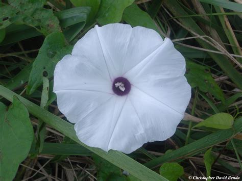 Ipomoea pandurata žiedas iš arti