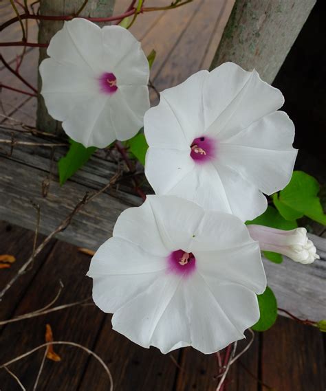 Ipomoea pandurata šakniagumbis
