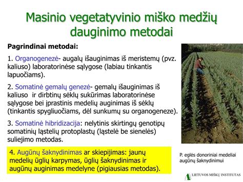 schematinis fotono pavaizdavimas