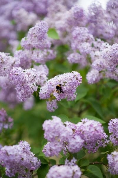 Alyvos sistemos schematinis vaizdas