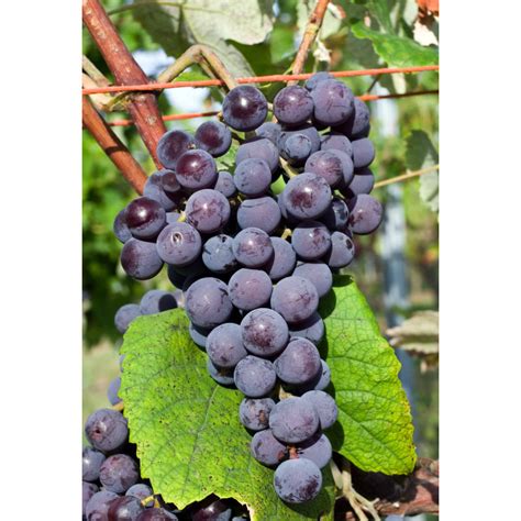 Vynuogė Tempranillo