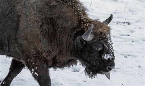 Europos stumbrai Belovežo girioje
