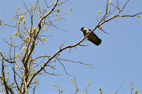 Paukščių perėjimo laikotarpis Lietuvoje