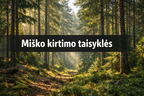 Infografika apie baudas už miško kirtimą