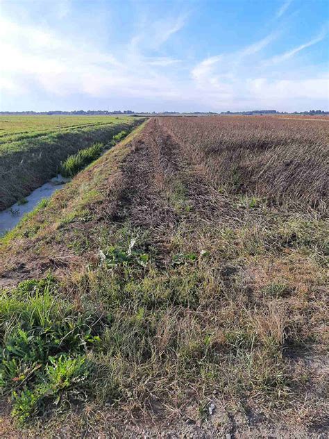 Melioracijos griovių valymo darbai