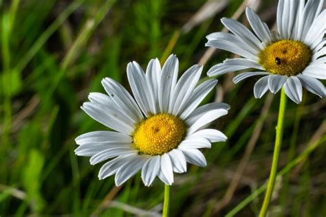 Vaistinės ramunės žiedas