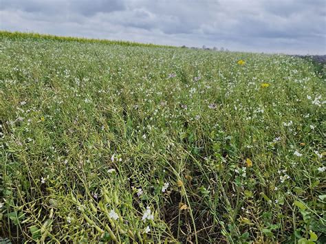 Vaistažolių laukas