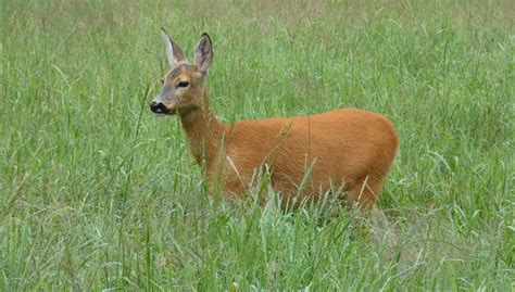 Stirna bėga gatvėje