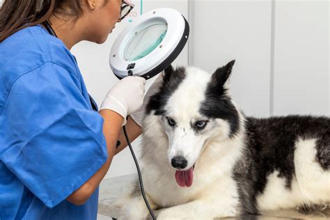 Veterinaras apžiūri gyvūną