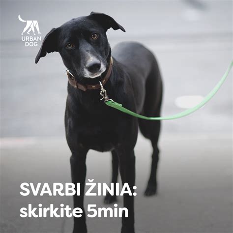 Šuo vedamas su pavadėliu ir antsnukiu