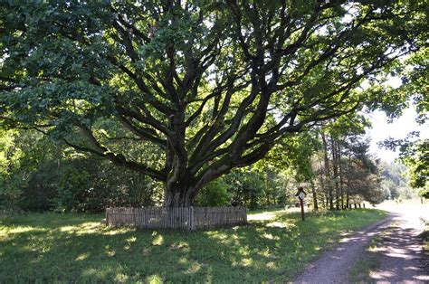 Stakų ąžuolas Dieveniškių istoriniame nacionaliniame parke