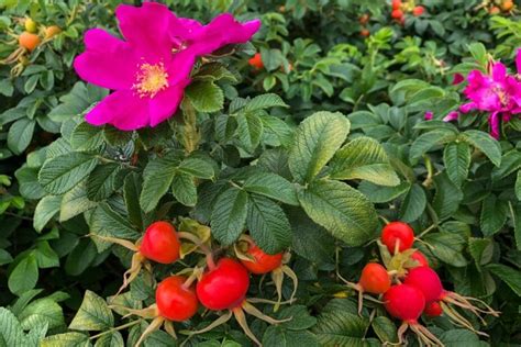 Mylimųjų kapus jungiantis erškėtis