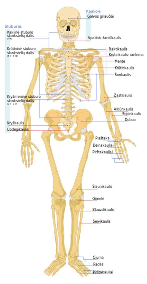 Žmogaus inkstų anatomija
