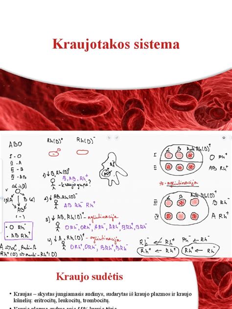 Inkstų kraujotakos schema