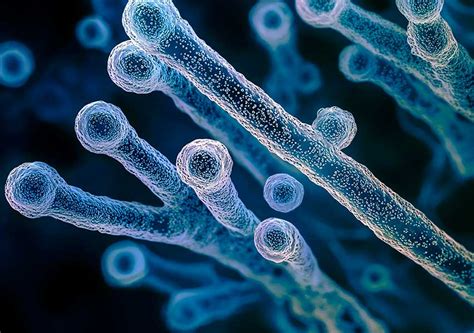 bakterija Clostridium tetani