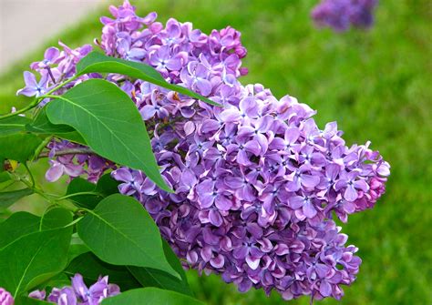 Įvairių rūšių dvitaktės alyvos buteliukai.