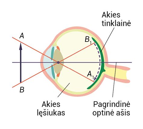 Skeletinė akies struktūra su stiebeliais ir kūgeliais