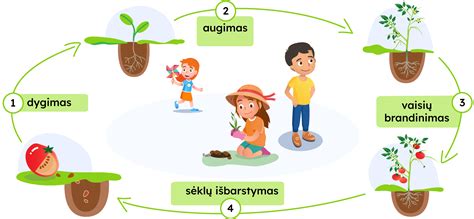 Schema, kaip veikia plaukų augimo ciklas