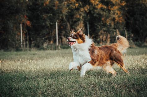 Šuo terapijos sesijoje su vaiku