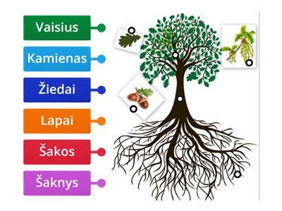 Schema: Vienatvės medžio augimo etapai