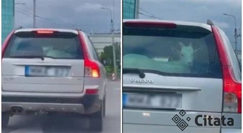 Smagračio schematinis vaizdas ir jo vieta automobilyje