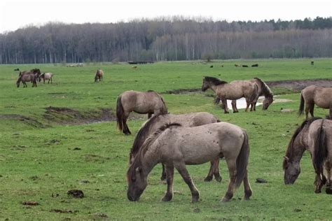 Arklių bandos nuotrauka