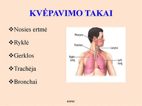 Žmogaus kvėpavimo sistema