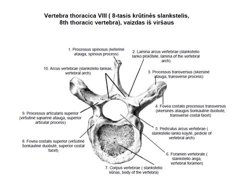 Stuburo krūtinės dalis