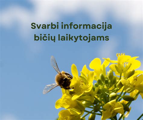 Bičių laikytojas dirbantis su elektriniu medaus suktuku