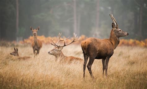 Laukinių gyvūnų saugumas keliuose