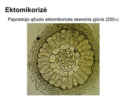 Schematinis šarnyro pjūvis