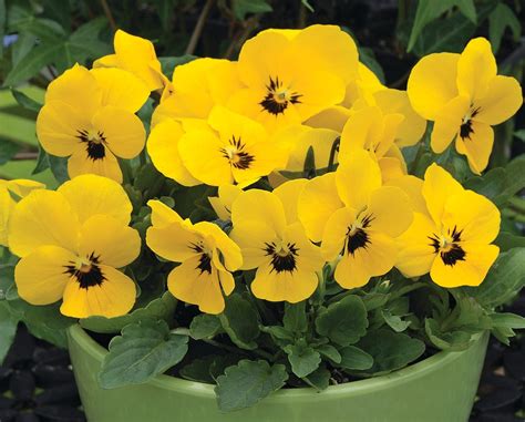 Našlaičių veislė 'Yellow Blotch' su juoda akimi