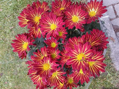 Našlaičių veislė 'Red and Gold' su geltonu viduriu ir ūsųeliais