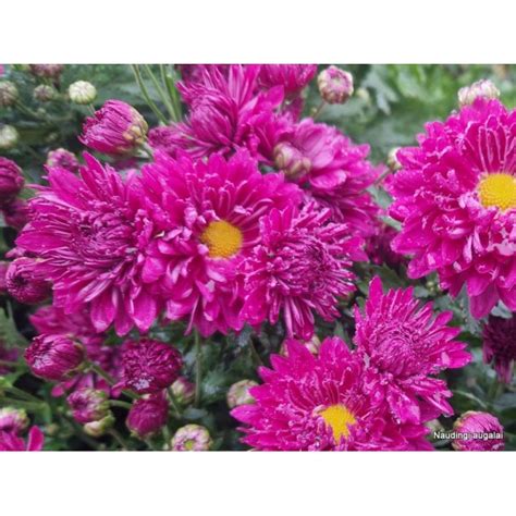 Našlaičių veislė 'Jolly Joker' ryškiai violetinė su oranžiniu viduriu