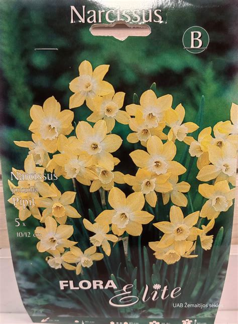 Našlaičių veislė 'Marina' melsva su baltu viduriuku