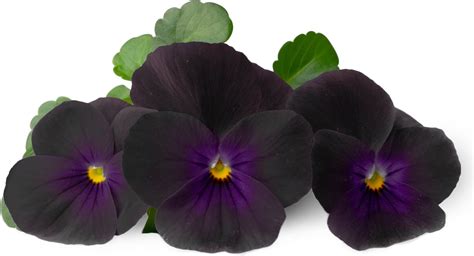 Juodosios našlaitės su ryškiu geltonu viduriuku