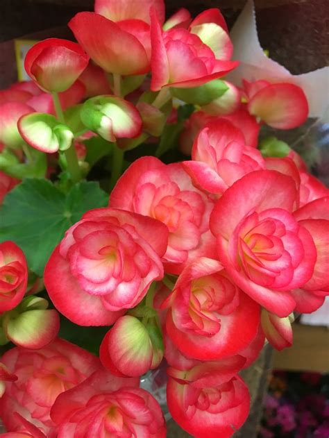 Našlaičių veislė 'Violet Face' ryškiai violetinė su baltu viduriu ir tamsia akimi