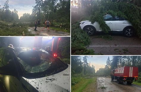 Automobilio avarija su medžiais