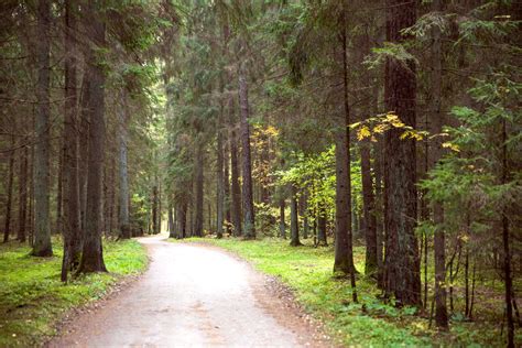 Miško takas vasarą