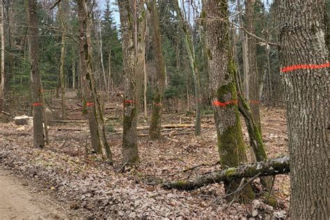 Neteisėtų miškų kirtimų pasekmės