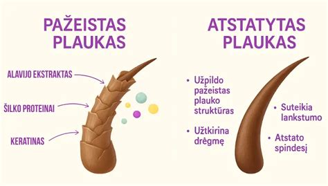 Plauko folikulo schema
