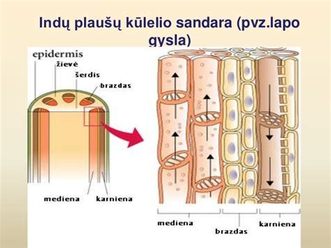 Plauko stiebo skerspjūvis su sluoksniais