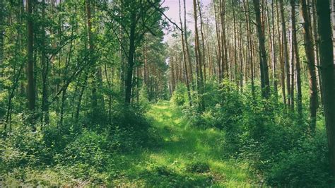 Vaizdas su miško taku ir įspėjamuoju ženklu