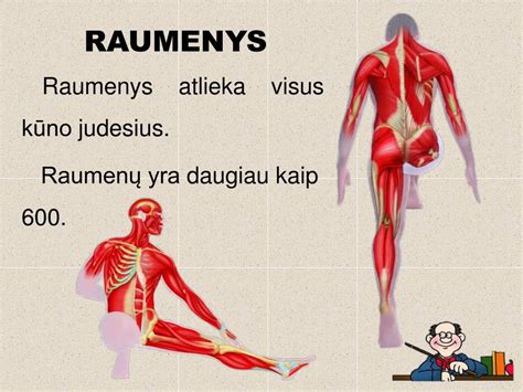 Žmogaus raumenų ir kaulų sistemos schema