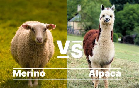Palyginimas: Merino vs. Kašmyras vs. Alpaka