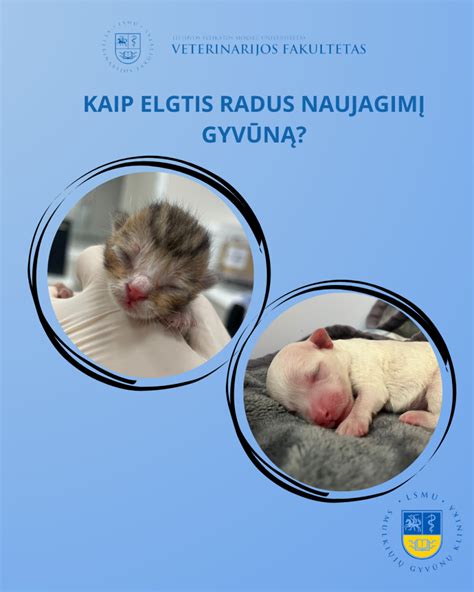 Schema, kaip elgtis radus sprogmenį