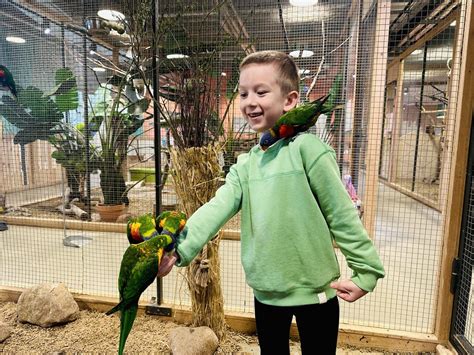 Schema, iliustruojanti valstybės atsakomybės sąlygas eismo įvykiuose su gyvūnais